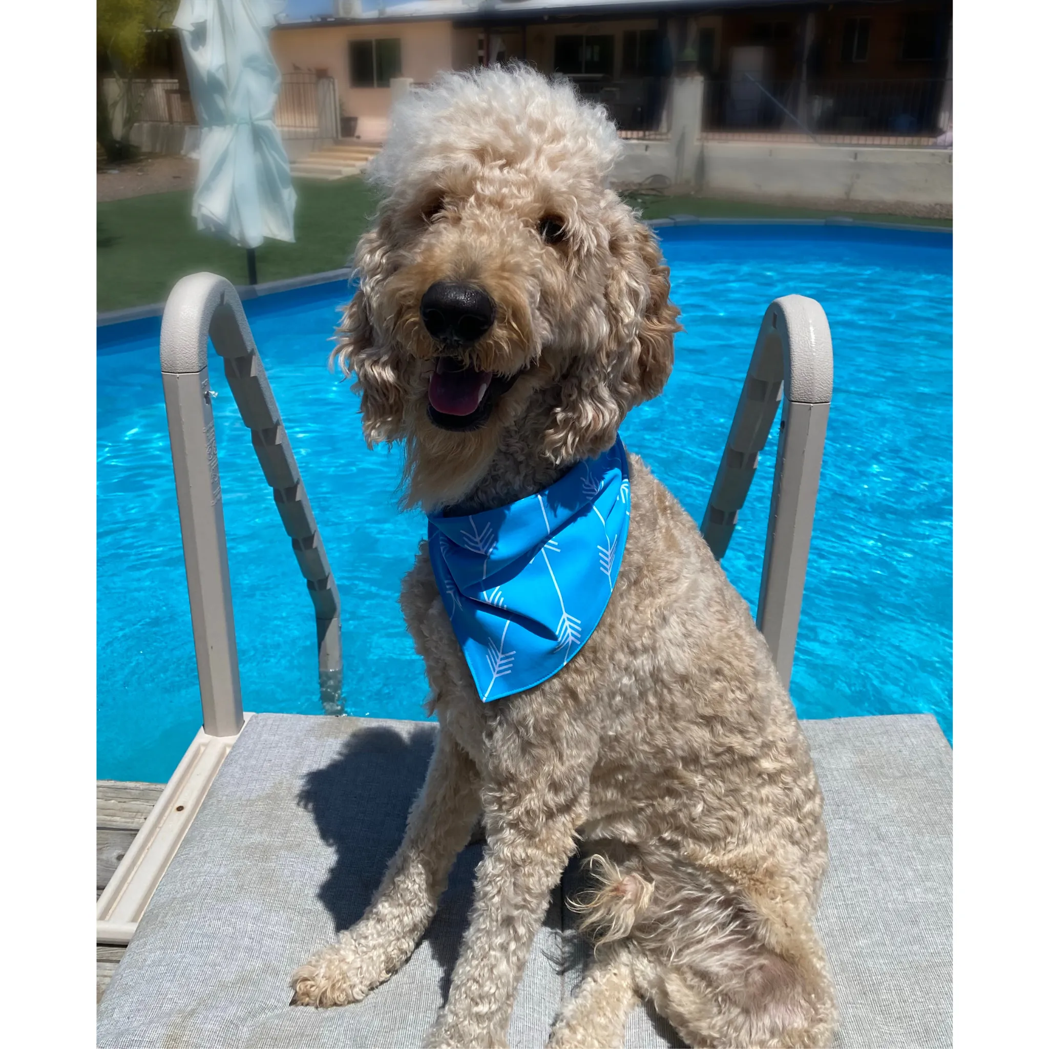 Turquoise with White Arrows Dog Swim scARF